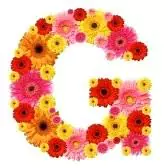 wallpaper g name dp
